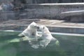 Kissing White Bears Love